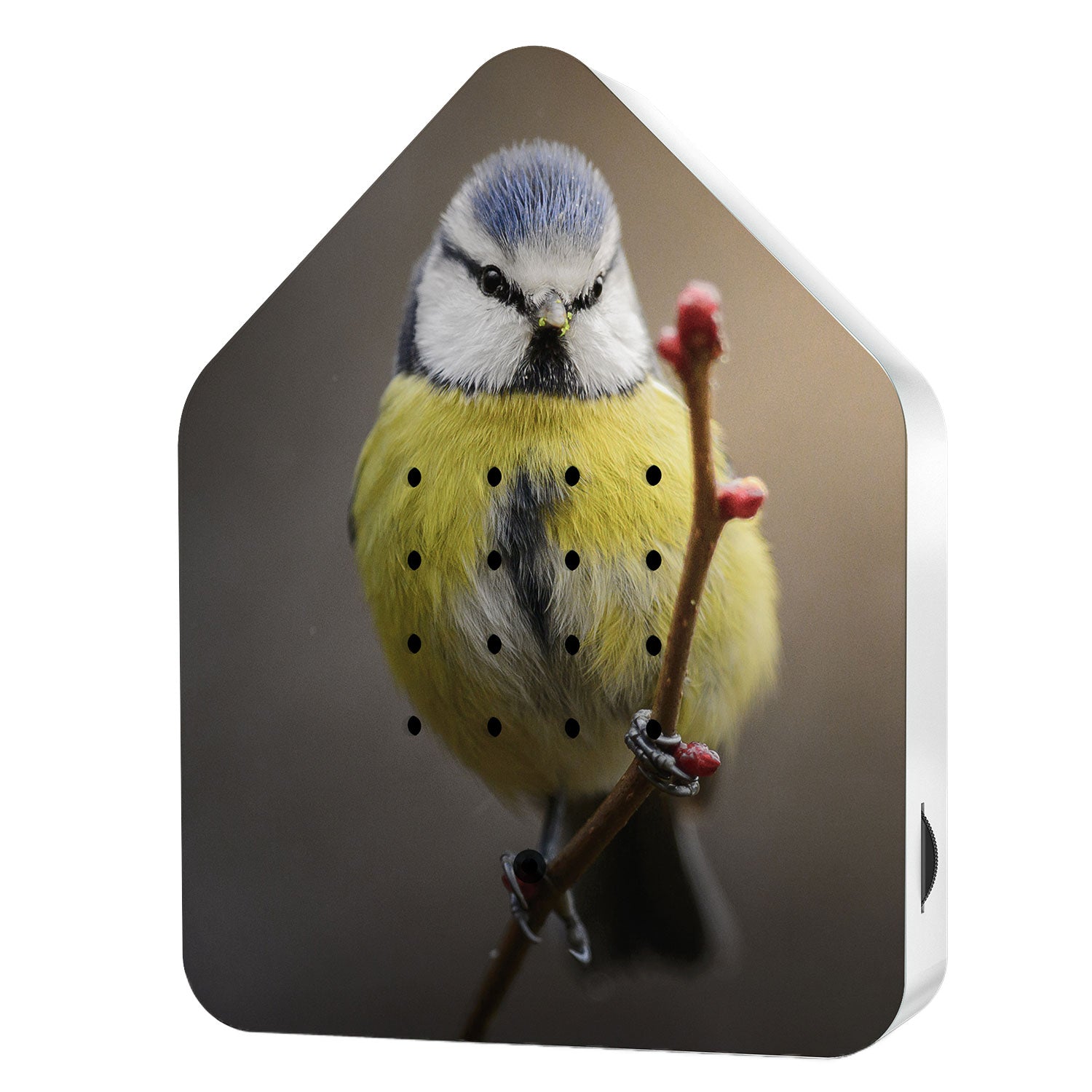 Zwitscherbox Limited Edition Blue Tit
