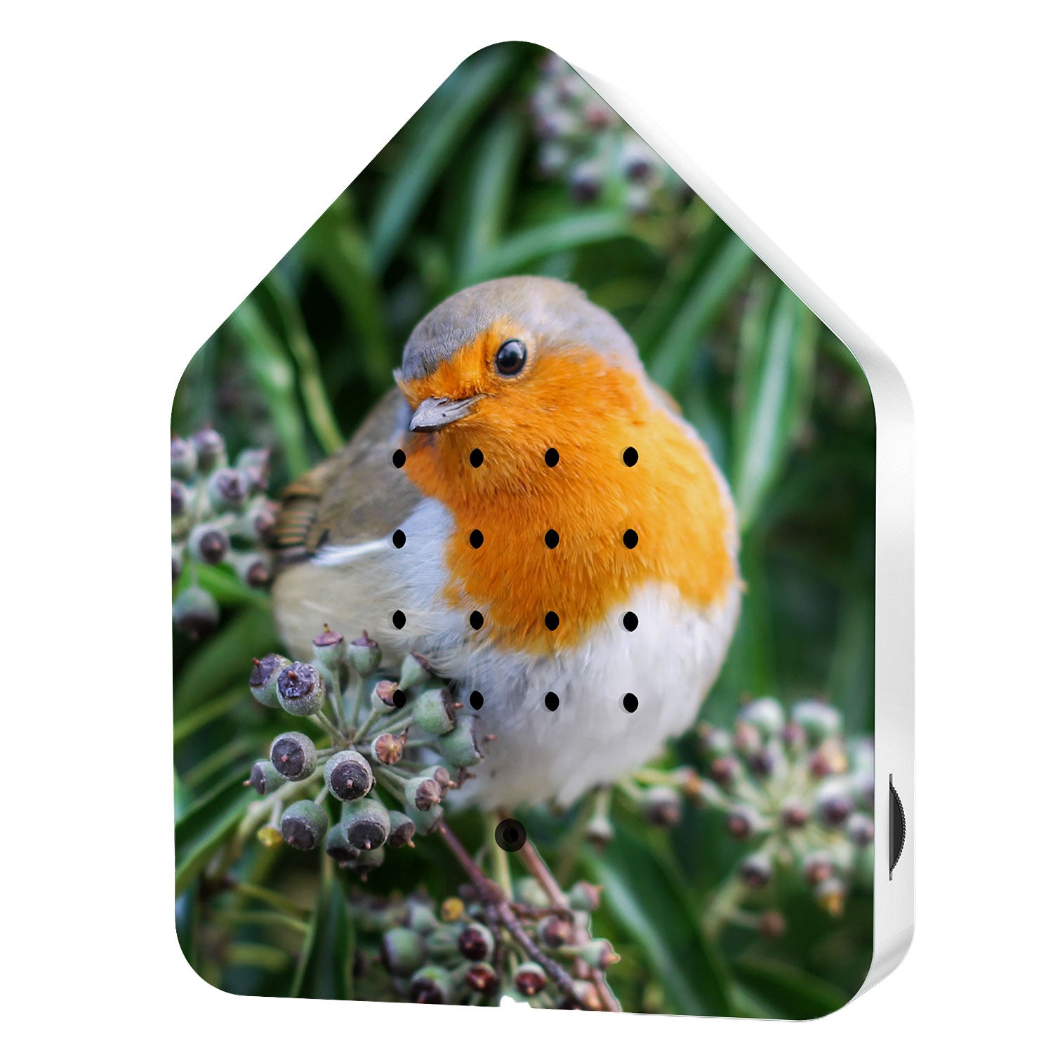 Zwitscherbox Limited Edition Robin Redbreast