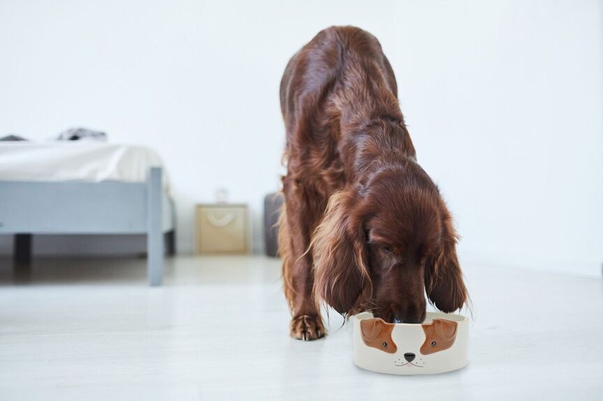 Voerbak Hond