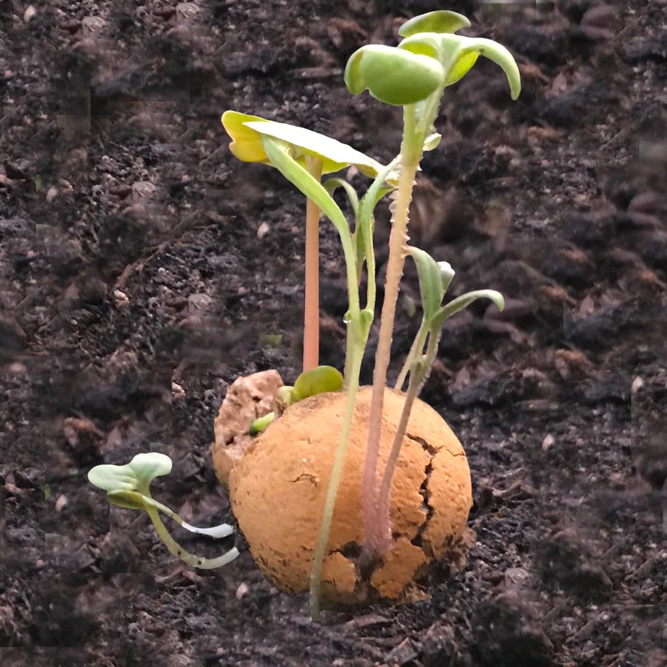 Blüten 4 in einer Mini-Geschenkbox